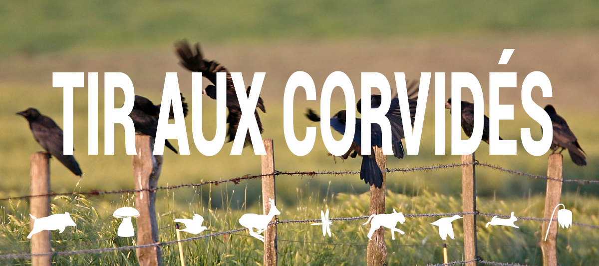 Formations corvides