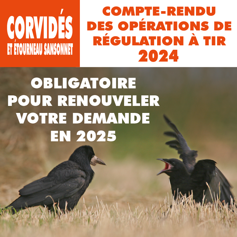 CORVIDES BILAN10.75x