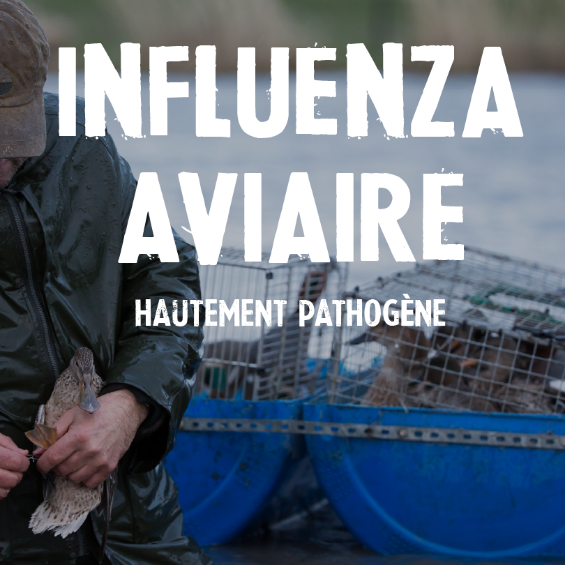 Influenza aviaire